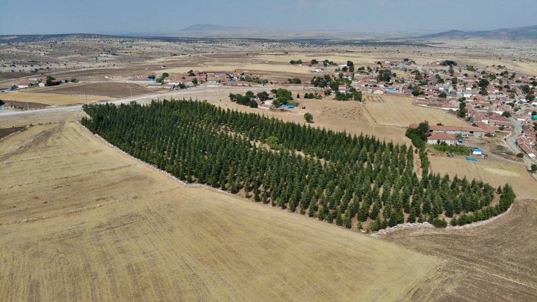 Arabasını satıp 5 bin sedir fidanı dikti: Şimdi ormana dönüştü! 10